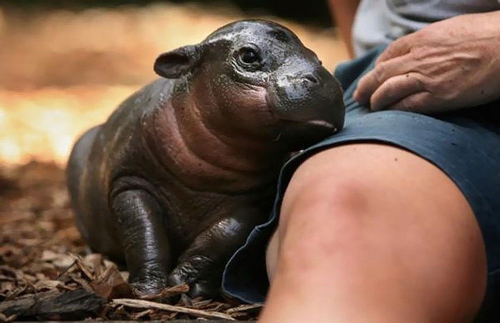 認識陸上最強生物 11張幼年河馬的 肉嘟嘟萌照 開懷大笑太有治癒力 爆新聞