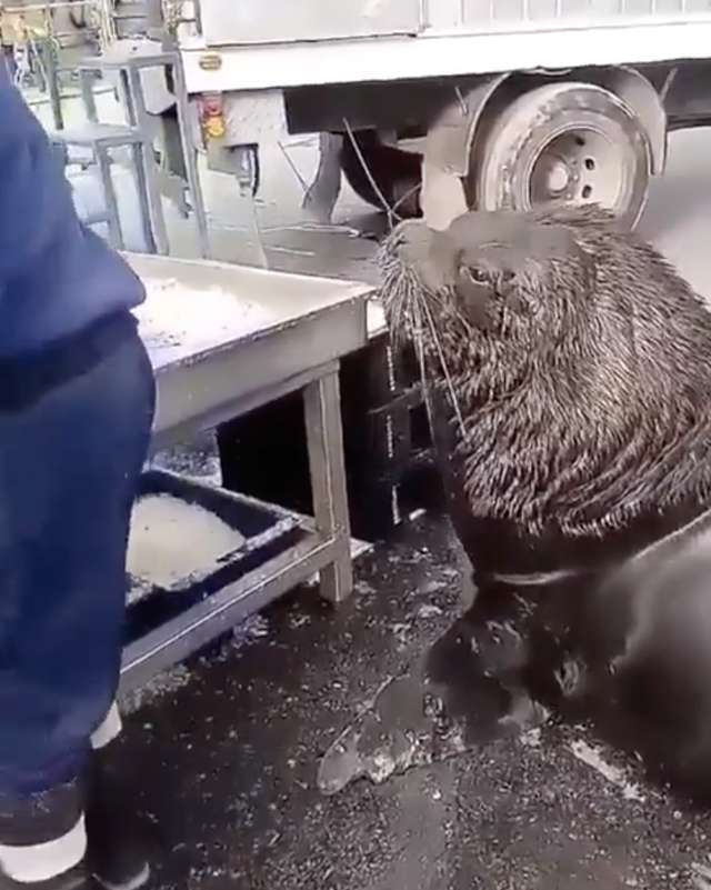 肚子餓餓 超巨大海獅 秒變萌汪上魚市乖等 想吃零食 爆新聞