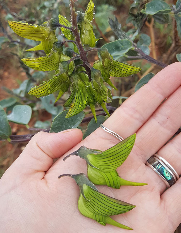 自然界最狂巧合 神奇花朵 像飛翔蜂鳥 放大看鳥類細節全都有 爆新聞