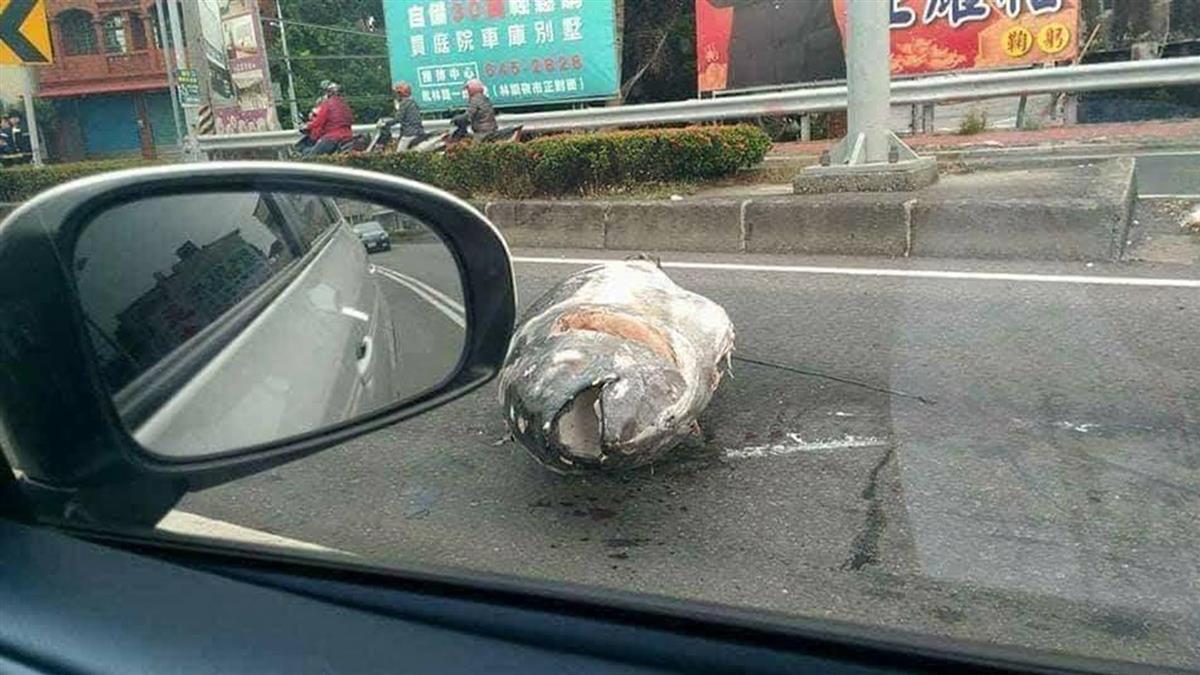 有魚跳車 高雄驚現 整條完整鮪魚 躺路邊超巨大 摩托車size 網友嚇 誰掉了100萬 爆新聞