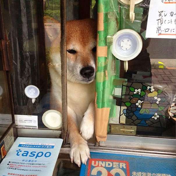 推開窗會看到 柴犬君 的香菸店連外國遊客也被萌到特別來看牠 爆新聞